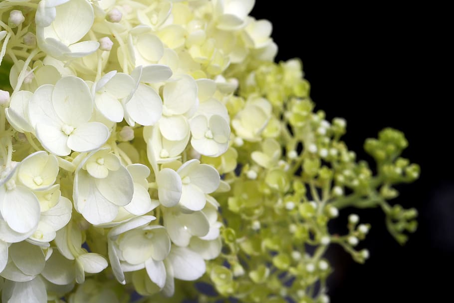 white petaled flowers, Plants, Nature, Forest, Flowers, hydrangea, landscape, park, yellow, white