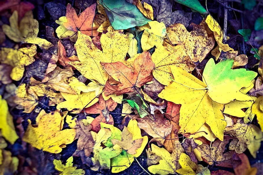 leaves, fall foliage, autumn, leaf piles, synthesis, fall color, fallen, colorful, yellow, green
