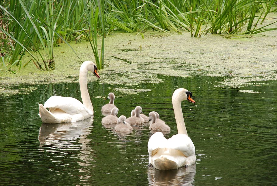 geese, ducklings, water, swan, bird, chicks, young, parents, swimming, safely