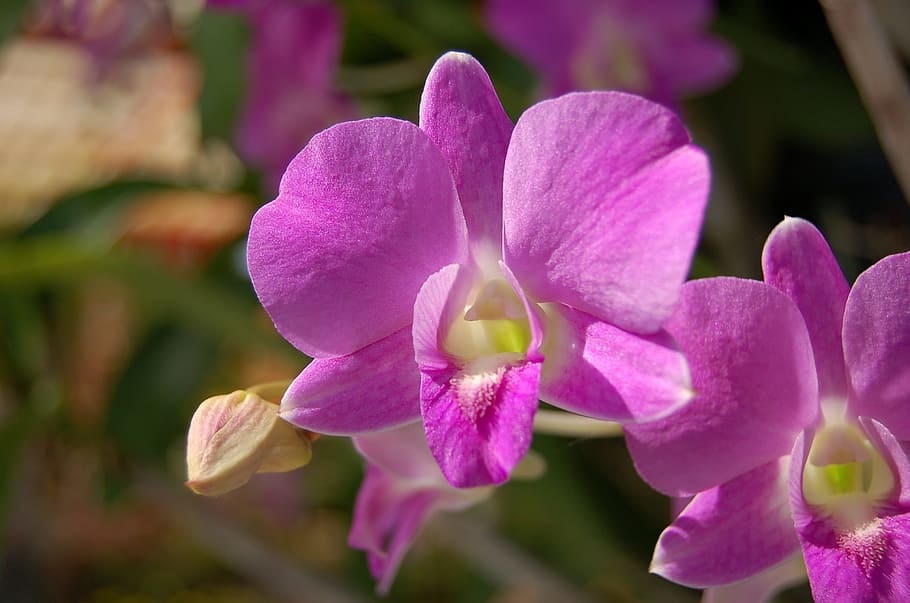 flower, orchid, purple, flowering plant, vulnerability, fragility, plant, petal, beauty in nature, freshness