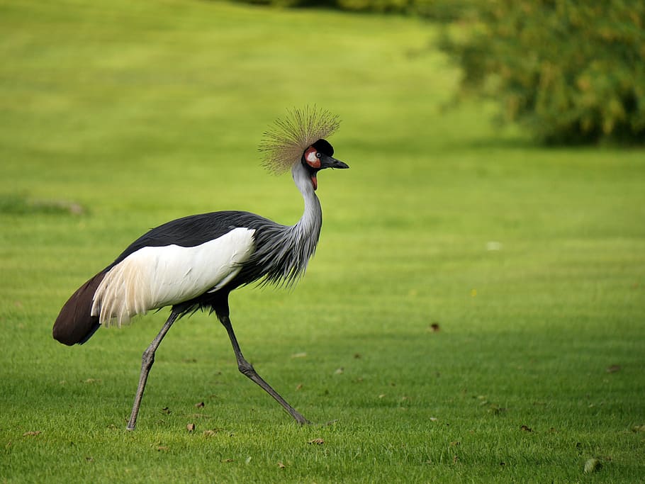 grey crowned crane, bird, crane, animal world, animal, headdress, spring crown, grey neck grey crowned crane, feather, south africa grey crowned crane