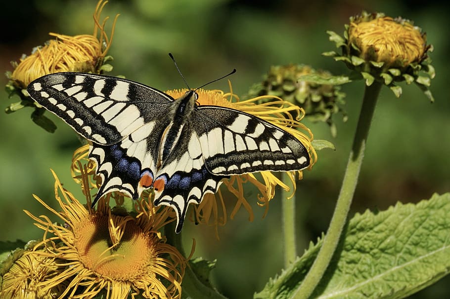 timur, kupu-kupu walet macan tutul bertengger, kuning, bunga, pas, kupu-kupu, alam, serangga, merapatkan, musim panas