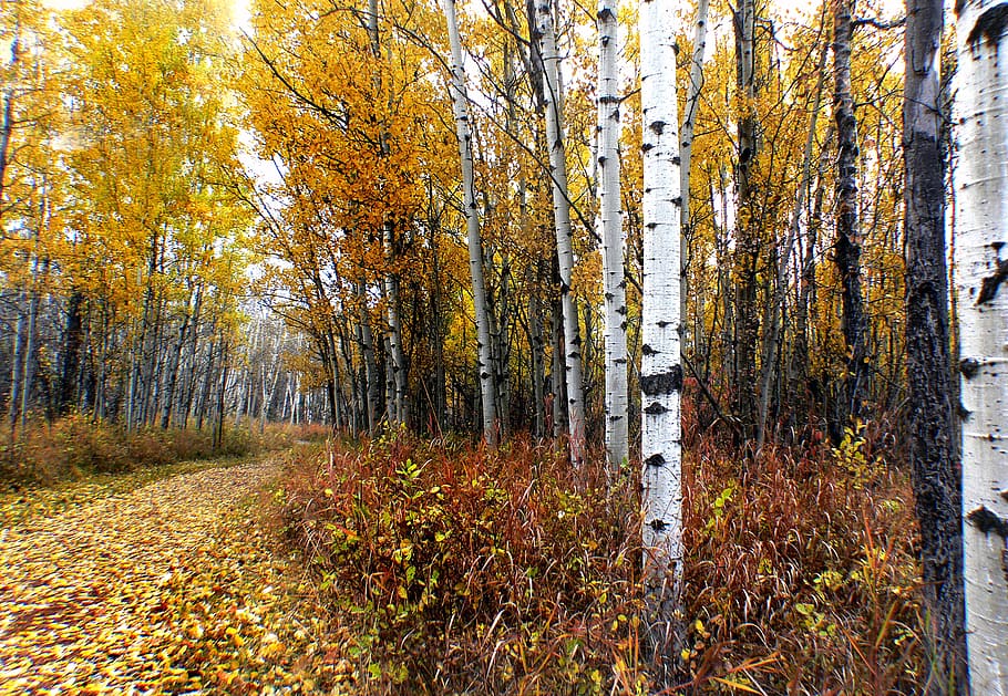 Parque Provincial Fish Creek, Calgary, camino, rodeado, abedul, árboles, árbol, otoño, cambio, planta