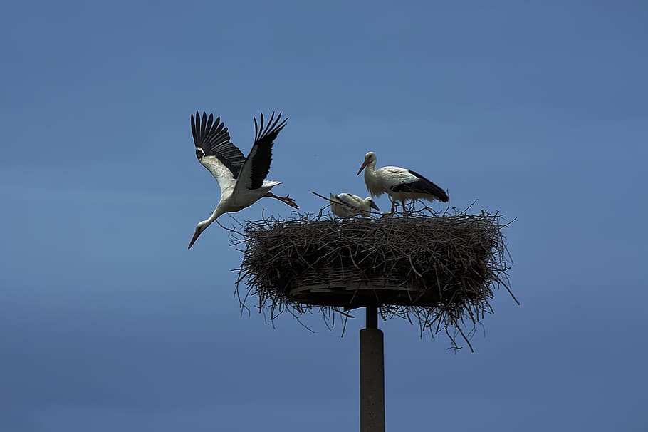 stork, bird, wing, animals, rattle stork, animal world, flying, nest, family, storchennest