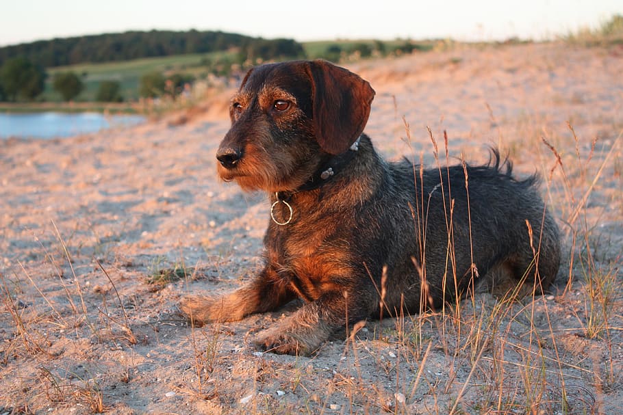Dachshund, Beach, Dog, rough hair dachshund, pet, pets, animal, purebred Dog, canine, outdoors
