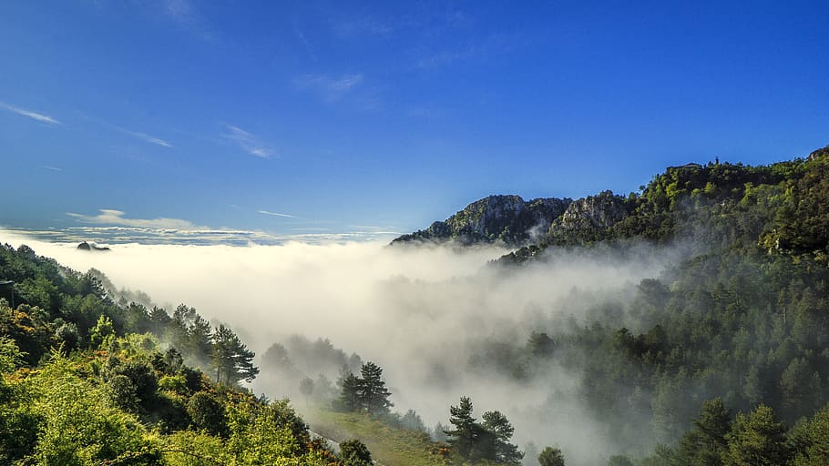 fog, meteorology, sky, landscape, clouds, environment, scenic, take it easy, forest, trees