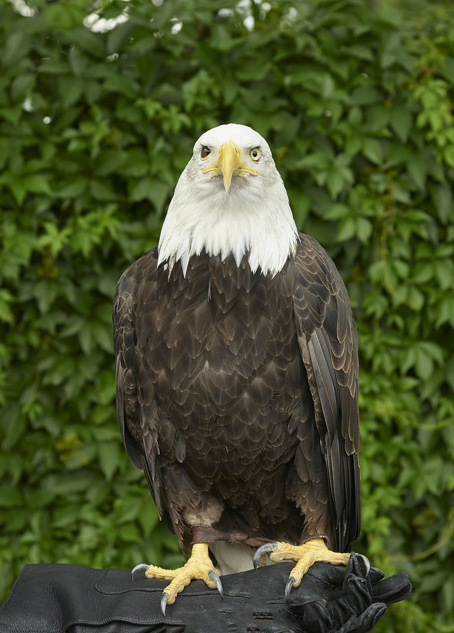 águila calva, águila, calvo, encaramado, rapaz, ave, naturaleza, árbol, estadounidense, símbolo