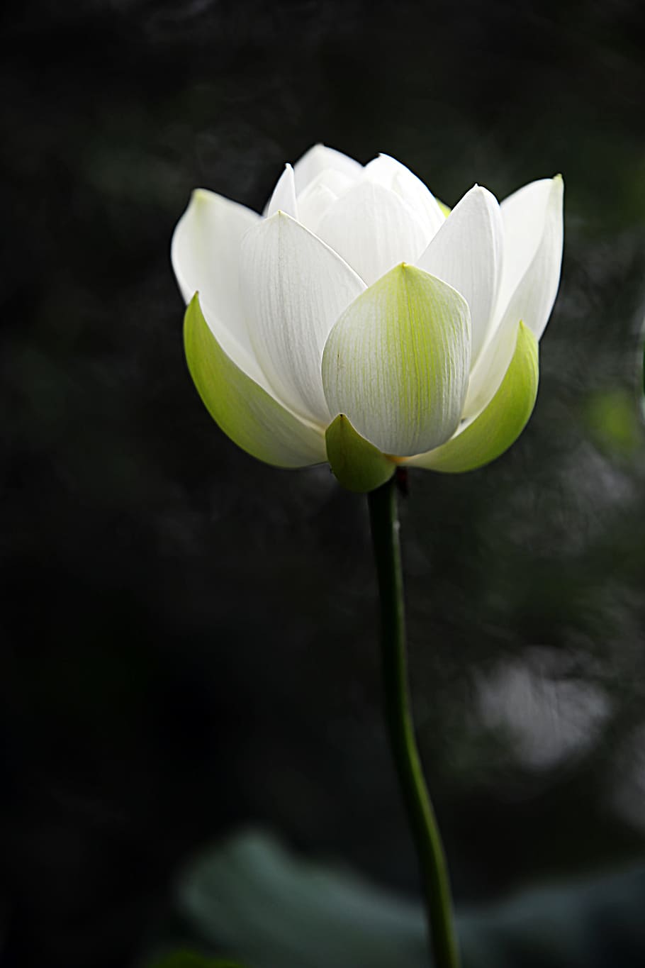 selective, focus photography, white, green, petaled flower, lotus, flowers, kite, flowering plant, flower