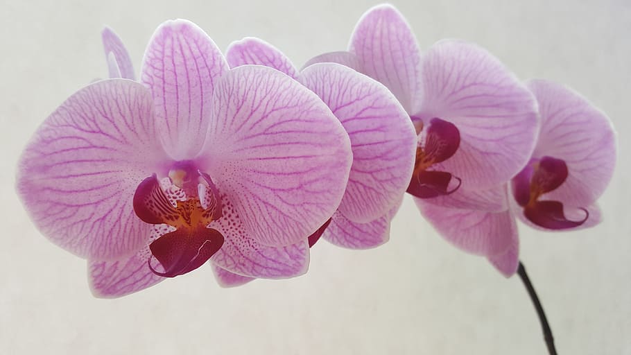 pink orchids, Orchid, Phalaenopsis, Flower, Blossoms, pink flower, pink, pale lilac, white background, translucent