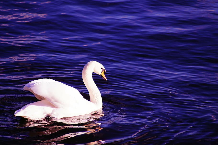 white, swan, body, water, blue, bird, water bird, feather, lake, swans