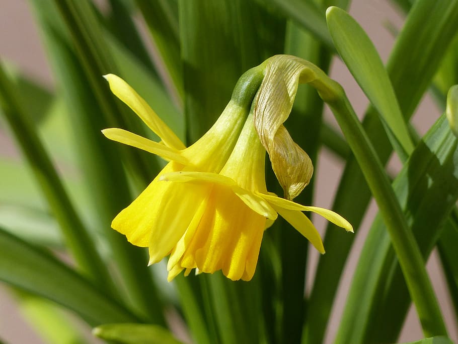 easter lilies, yellow, leaf, green, flowers, spring, plant, flowering plant, flower, growth