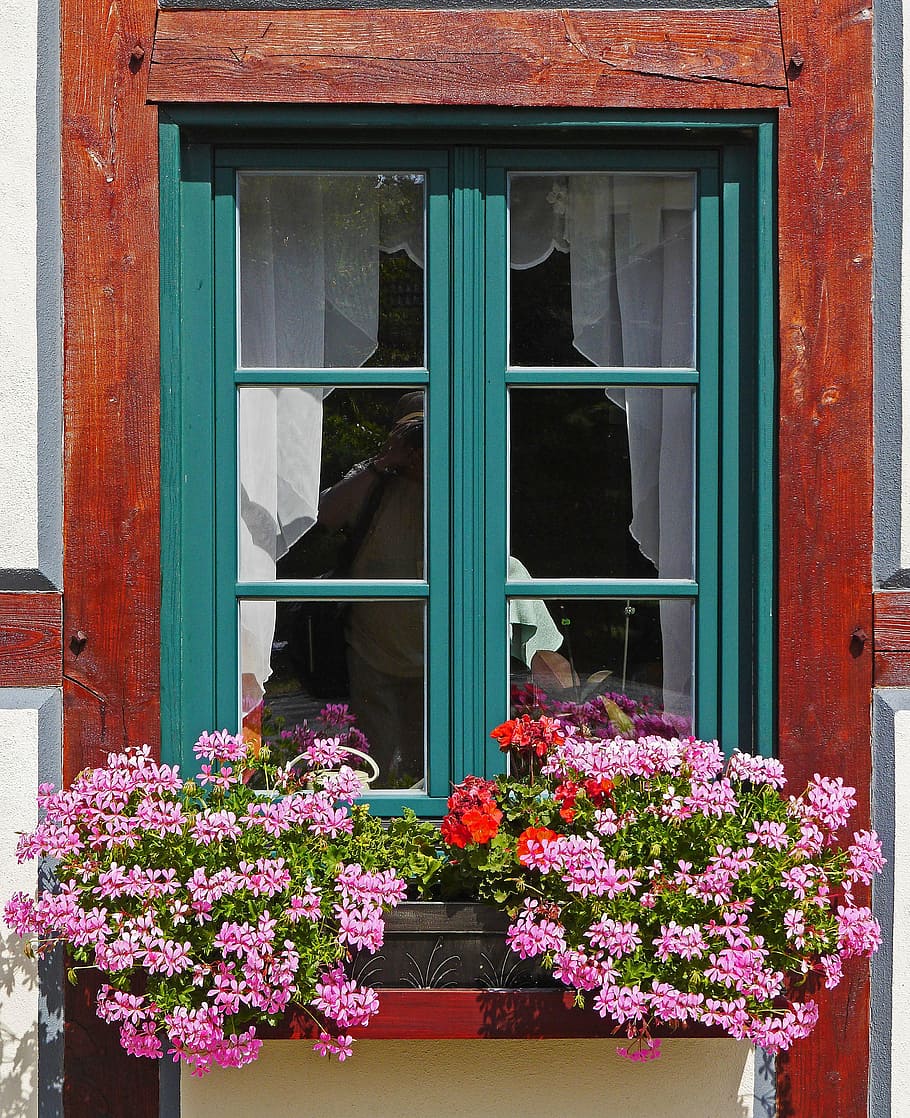 purple, petaled flowers, blue, framed, glass windows, daytime, flower, geranium, truss, window sill