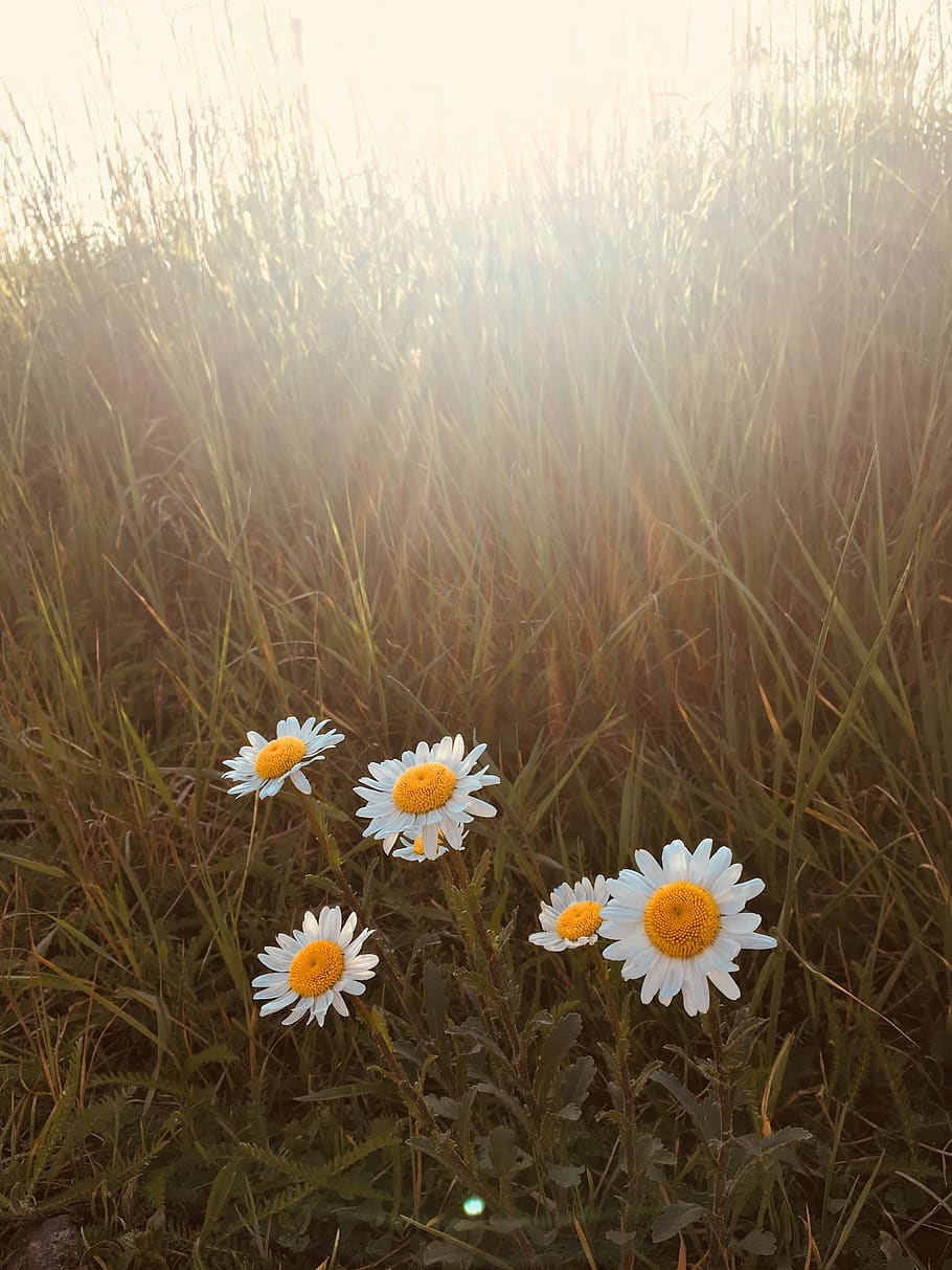 summer, daisy, sunshine, happy, yellow, pedals, grass, field, nature, flower