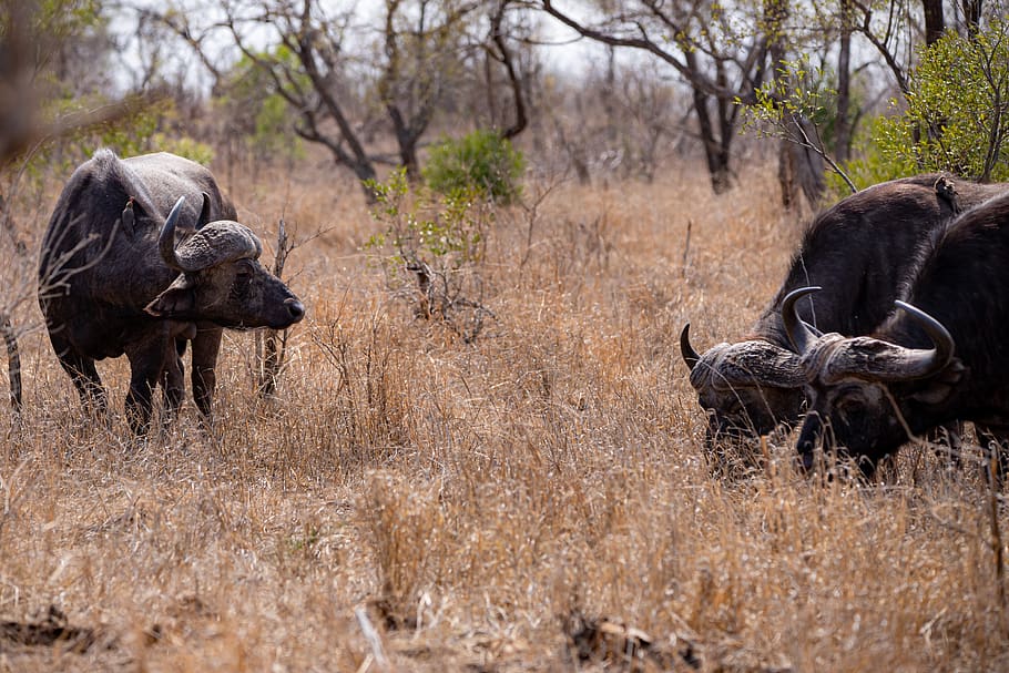 buffalo, big five, safari, africa, nature, national park, water buffalo, animal world, south africa, wilderness