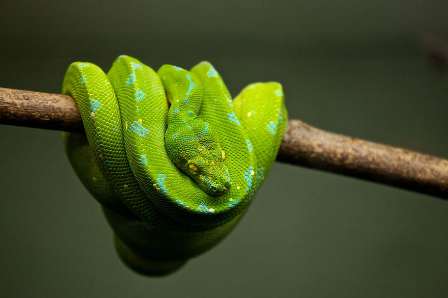 verde, víbora, rama de árbol, animal, mascota, pitón, reptil, serpiente, vida silvestre, un animal