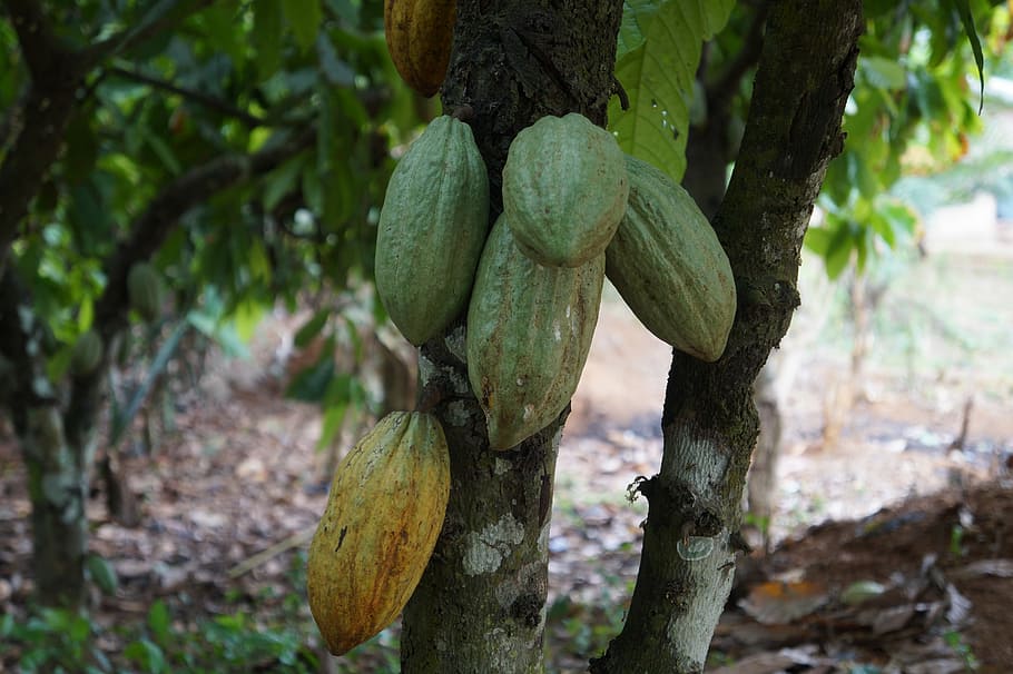 food, leaf, tree, nature, flora, ghana, cocoa, cacao, plant, forest