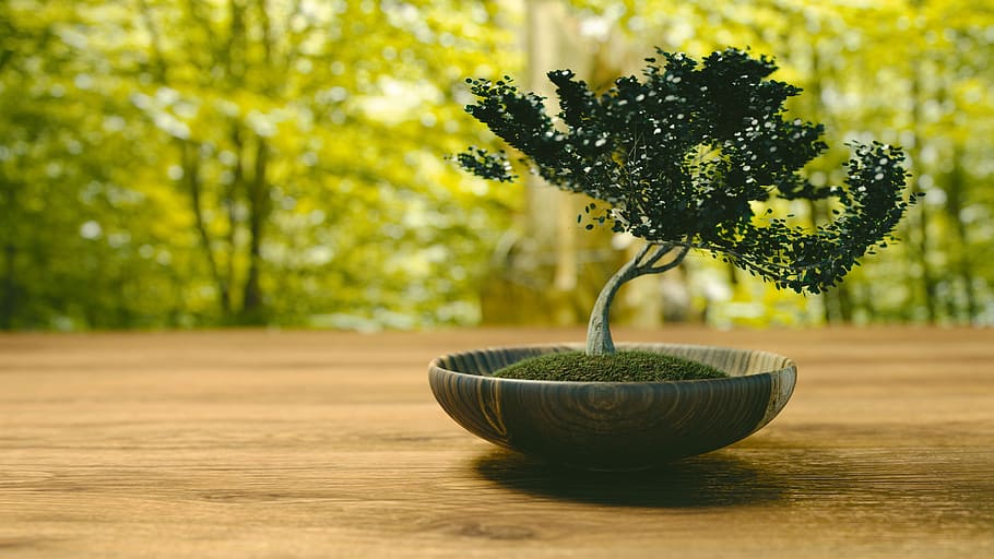 potted, green, bonsai plant, brown, surface, tree, bonsai, little tree, garden, root