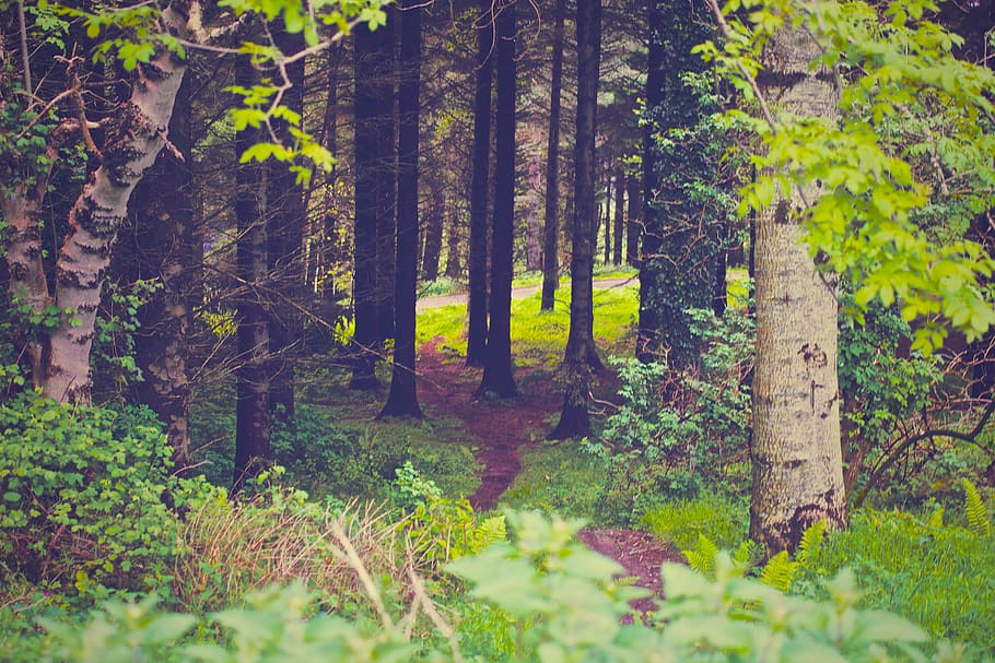 green, forest, woods, trees, plants, grass, leaves, nature, trail, plant