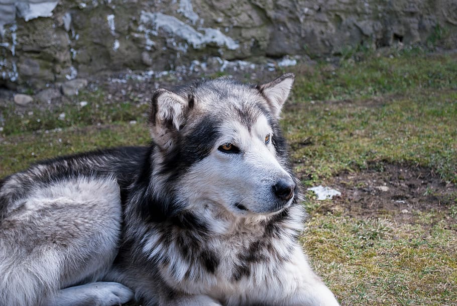 dog, alijašský malamute, animal, one animal, animal themes, mammal, canine, domestic, pets, domestic animals