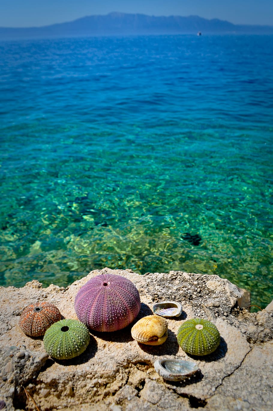 Sea ​​Urchin, Beach, Sea, Water, sea, water, summer, croatia, ball, vacations, day