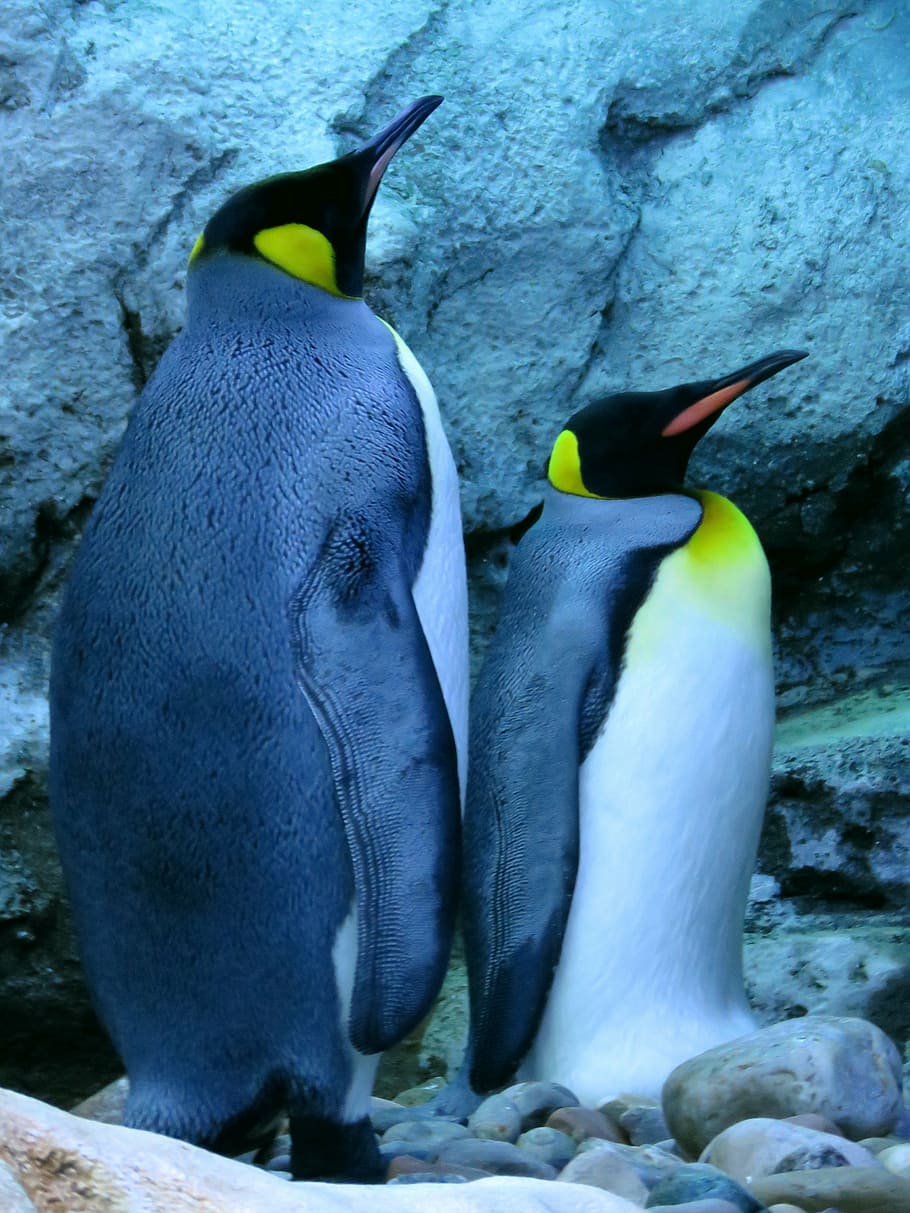 king penguin, penguins, calgary zoo, animal themes, animal, animal wildlife, animals in the wild, bird, vertebrate, group of animals