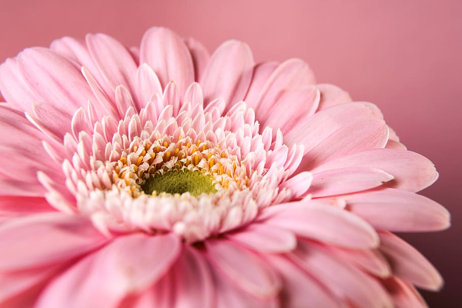 gerbera, pink, flower, feeling, nature, tenderness pink, macro, daisy, tree, plant