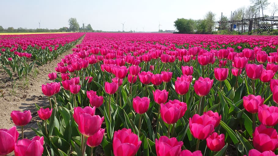 tulips, bulbs, tulip, spring, bulb, holland, tulip fields, flower, netherlands, plant