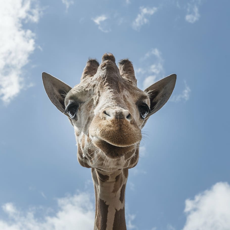 low, angle photography, giraffe, white, clouds, daytime, head, close, zoo, wildlife