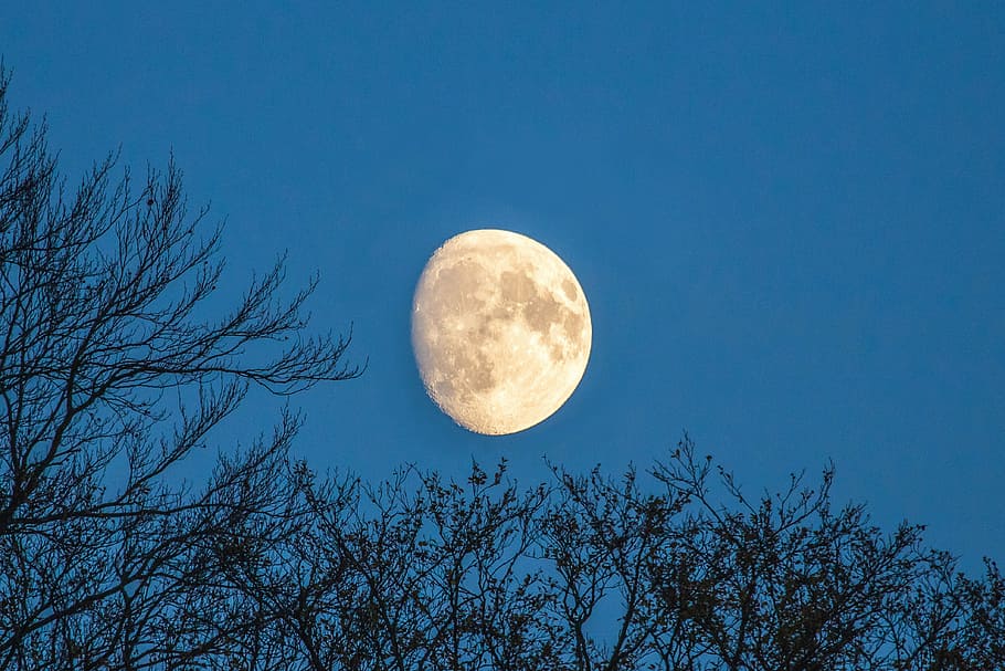 photography, moon, night time, month, great, sky, trees, windsor, full moon, tree