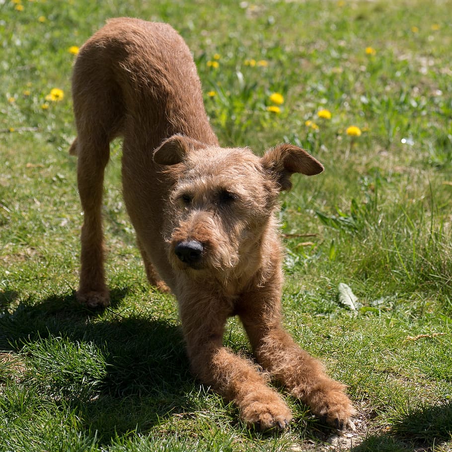 茶色のプードルの子犬, 犬, アイリッシュテリア, ヨガ, 1匹の動物, 草, 動物のテーマ, 人なし, 日, 動物の野生動物