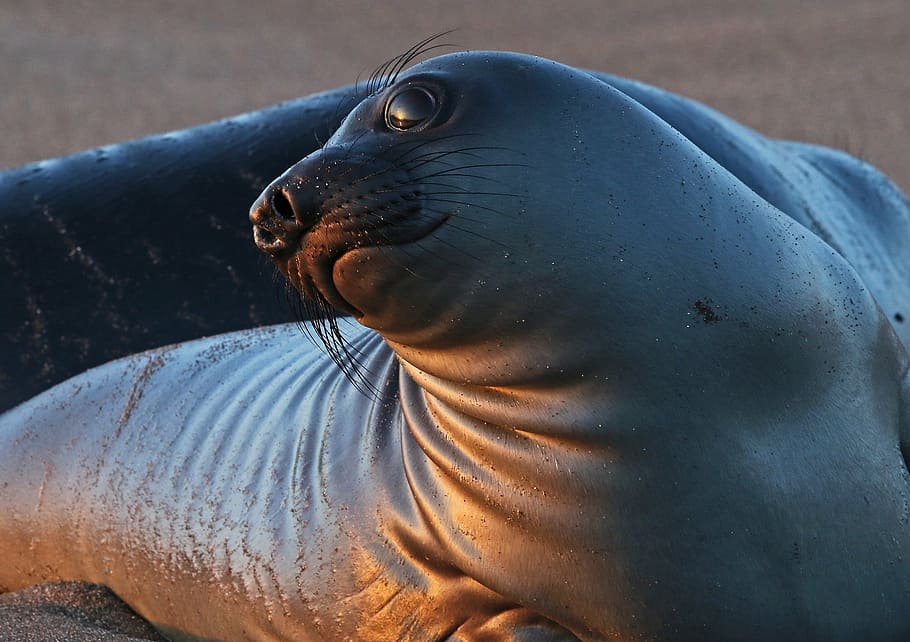 closeup, sea lion, seal, portrait, wildlife, nature, close up, looking, mammal, pinniped