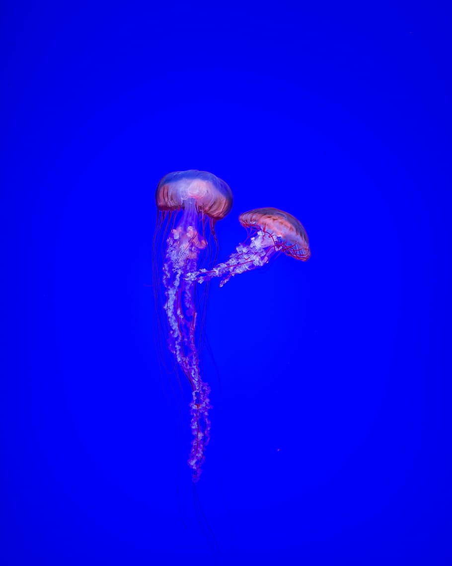 two, jellyfishes, swimming, underwater, purple, red, jelly, fish, blue, ocean