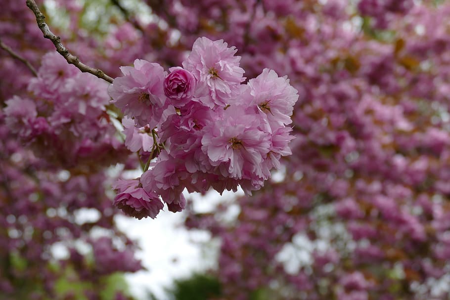 flowers, trees, cherry blossom, spring, garden, park, branches, ornamental cherries, avenue, pink
