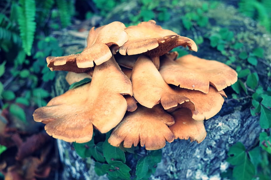 mushroom, mushrooms, shiitake mushroom, growth, plant, fungus, vegetable, close-up, toadstool, food