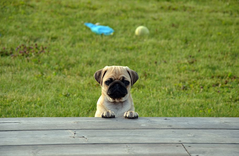 fawn pug, brown, wooden, dock, dog, pug, puppy, pets, animal, cute