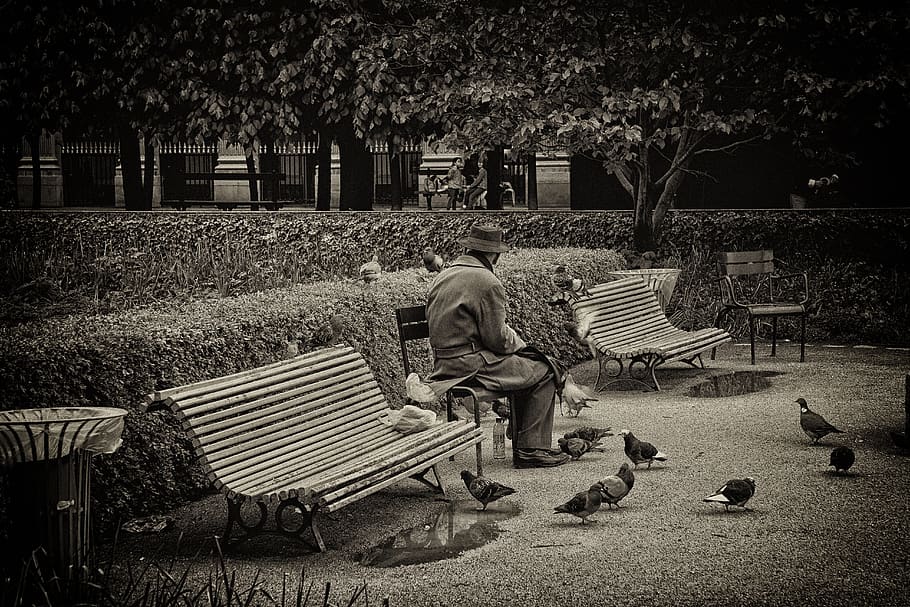 oltimer, viejo, hombre, sentarse, banco, europa, parís, parque, palomas, solo