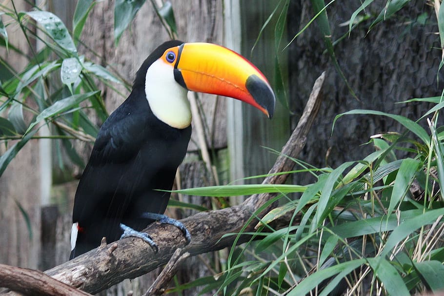 toucan, top, tree branch, on top, bird, jungle, zoo, exotic, beak, wildlife