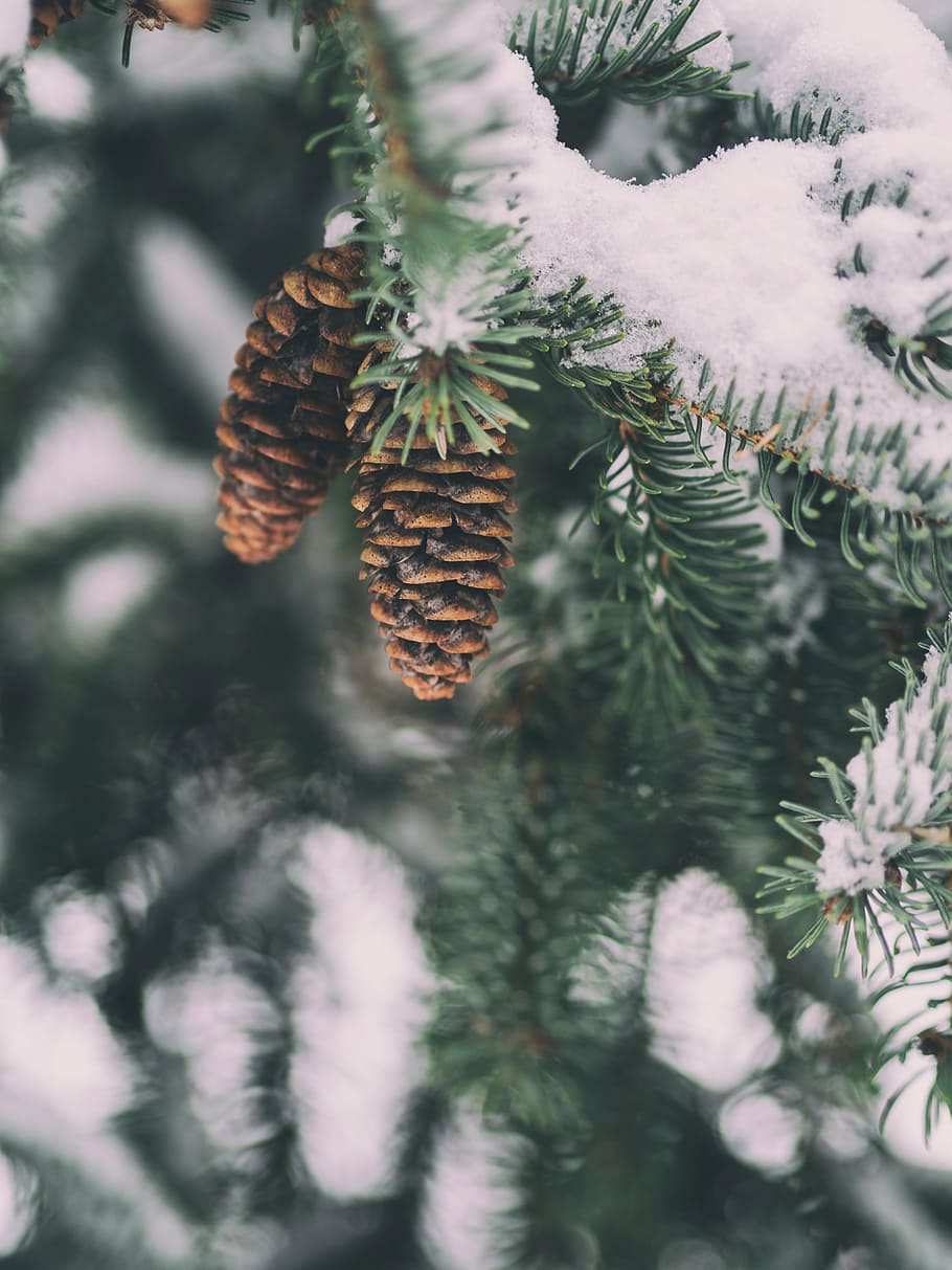 selective, focus photography, brown, pinecones, focus, photography, pine, cones, cone, snow