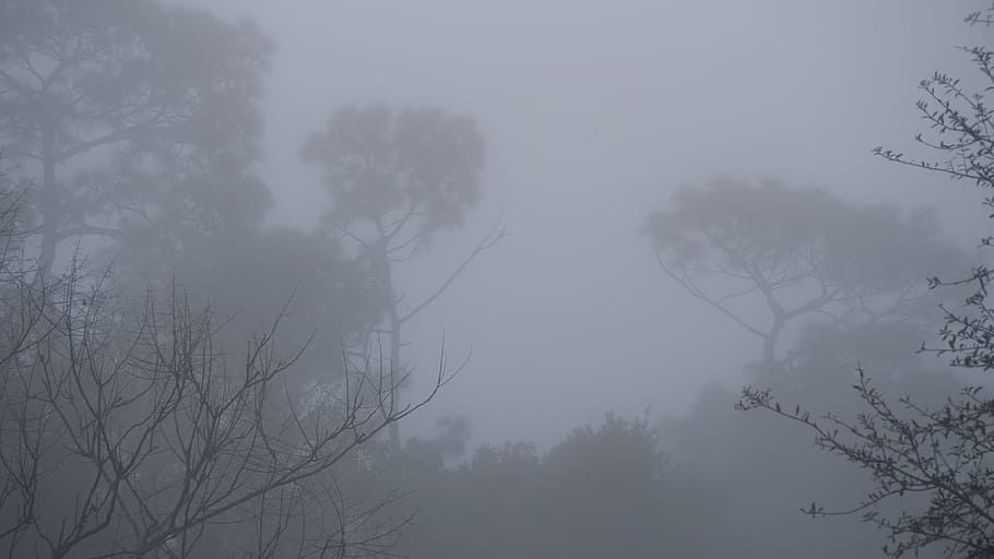 Fog, Mist, Gray, Air, grey, dreary, backdrop, vapor, weather, nature