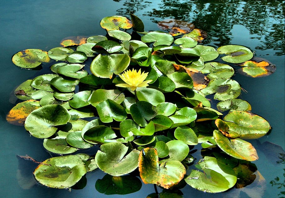 kuning, bunga lotus, kolam, bunga teratai, mengambang, air, daun, eksotis, botani, liar