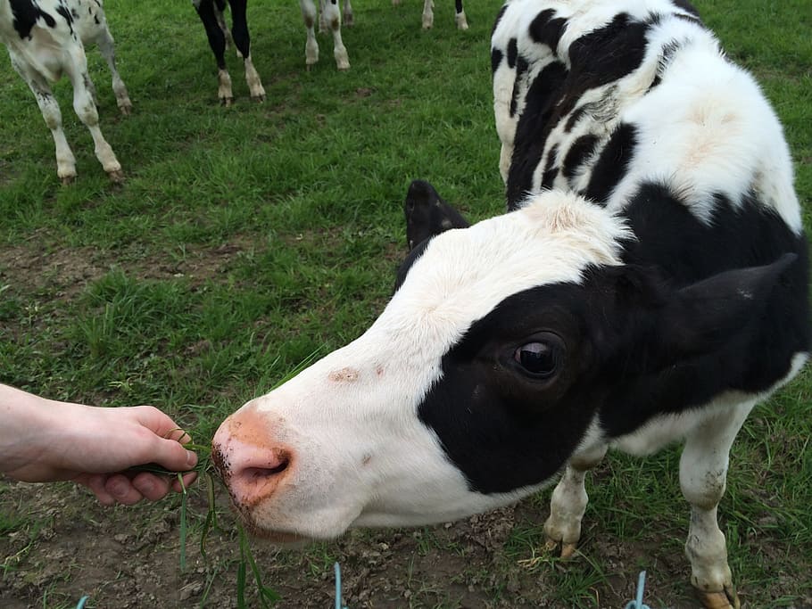 cow, calf, feeding, field, farm, grass, food, eating, black and white, head