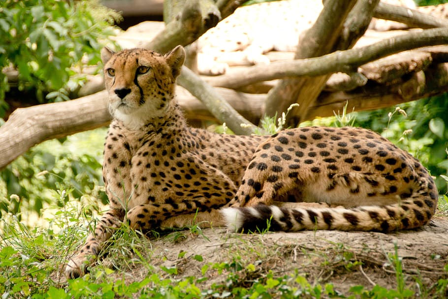cheetah, lying, soil, plants, africa, kenya, safari, nature, holiday, national park