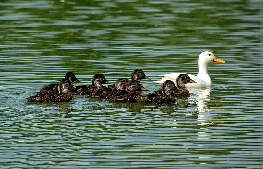 duck, duckling, family, brood, pond, bird, animal, lake, nature, water