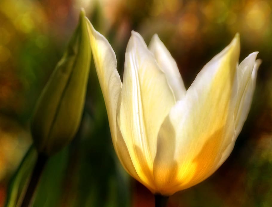tulipán, flor, floración, flores, primavera, jardín, naturaleza, flora, de cerca, schnittblume