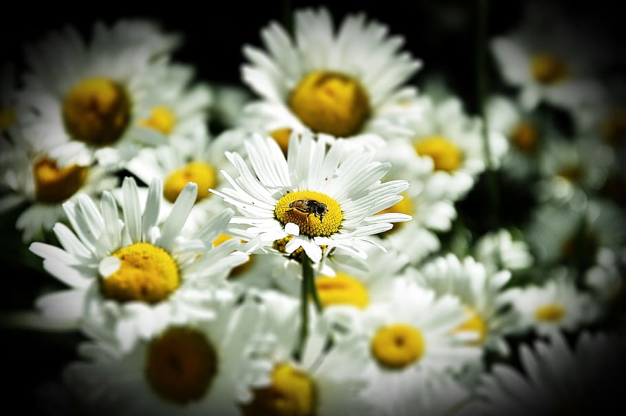 Daisy, Flower, summer, flowers, chamomile, white, nature, closeup, white flowers, flowers of the field