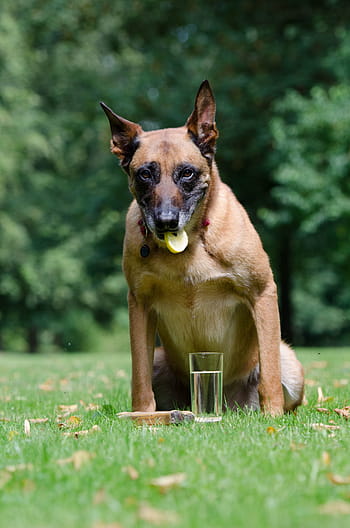 Página 25 - Fotos Perros pastor libres de regalías - Pxfuel