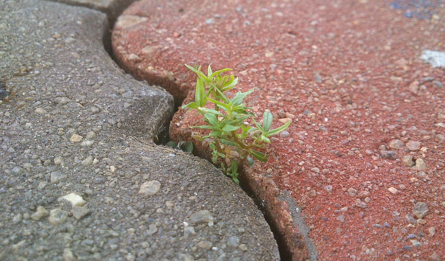 green leafed plant, life, determination, bricks, perseverance, nature, green, walkway, pathway, brick path