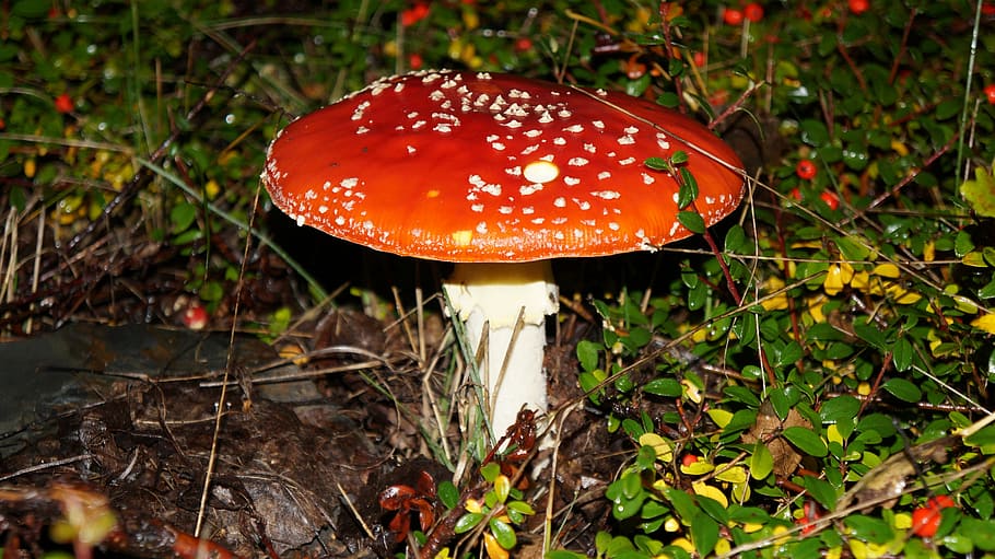 fly agaric, toxic, red fly agaric mushroom, forest, nature, red, toadstool, autumn, fungus, mushroom