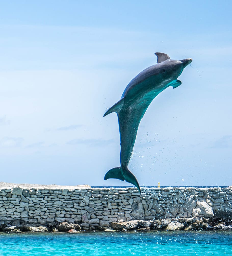 dolphin, sea photo, daytime, sea, aquarium, jumping, fish, animal, ocean, water
