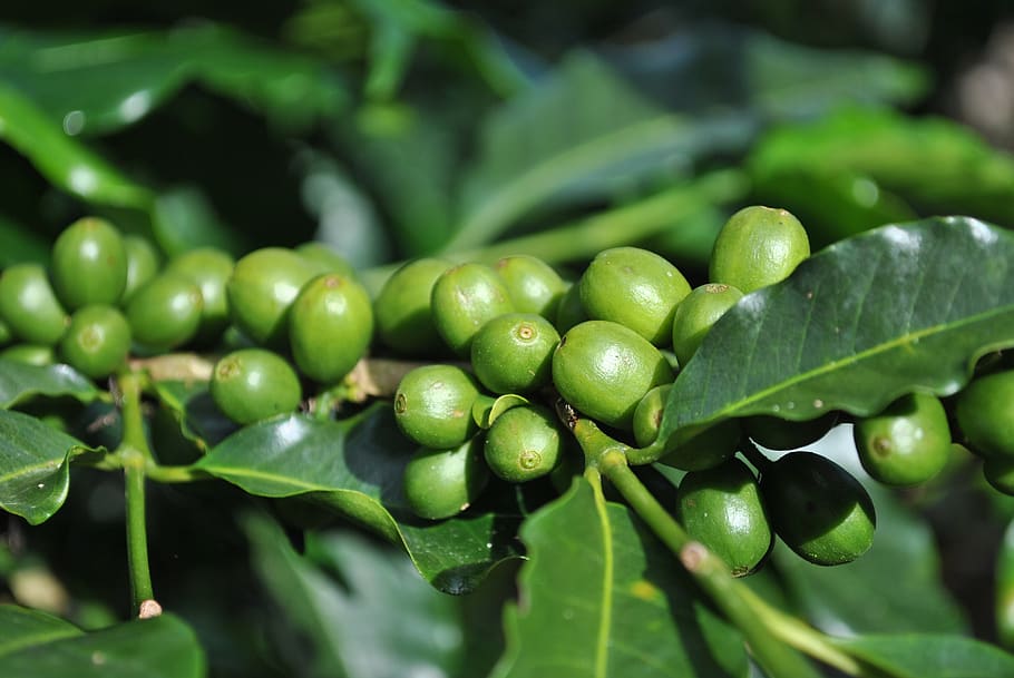 café costa rica, café verde, planta de café, plantação, café, costa rica, tarrazu, cor verde, comida, crescimento